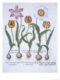 Five Tulips, from Hortus Eystettensis, by Basil Besler Giclee Print Five Tulips, from Hortus Eystettensis, by Basil Besler Giclee Print