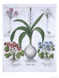 Two Crocuses, Two Hepatica, and a Scilla, from Hortus Eystettensis, by Basil Besler Giclee Print