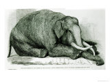 Dead Elephant at Gardens of the Zoological Society, Regents Park, The London Illustrated News Giclee Print by George Landseer