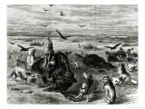 Slaughter of Buffaloes on the Plains, from Harpers Weekly 1872 Giclee Print by Theodore Russell Davis