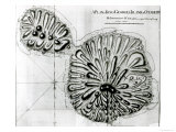 Plan of King Georges Island or Otheite, 1769 Giclee Print by J. Cook