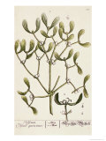 Mistletoe from A Curious Herbal, 1782 reproduction procédé giclée par Elizabeth Blackwell