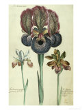 Iris Susiana Major and Iris Bisantina Angustifolia reproduction procédé giclée par Georg Dionysius Ehret
