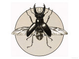 The Stag Beetle Giclee Print by R. B. Davis