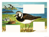 The Turnstone Giclee Print by R. B. Davis
