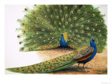 Peacocks Giclee Print by R. B. Davis