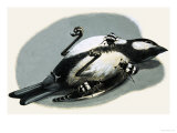 Dead Bird Being Eaten by Beetles Giclee Print by R. B. Davis