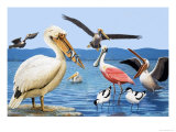 Birds with Strange Beaks Giclee Print by R. B. Davis