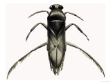 Water Boatman Giclee Print by R. B. Davis