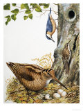 Woodland Birds Giclee Print by R. B. Davis