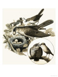 The Cuckoo Giclee Print by R. B. Davis