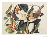 Black-Billed Cuckoo on Magnolia Grandiflora, 1828 Giclee Print by John James Audubon