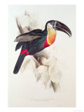 Sulphur and White Breasted Toucan Lámina giclée por Edward Lear Sulphur and White Breasted Toucan Lámina giclée por Edward Lear