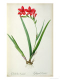 Gladiolus Cardinalis, from Les Liliacees Giclee Print by Pierre-Joseph Redouté Gladiolus Cardinalis, from Les Liliacees Giclee Print by Pierre-Joseph Redouté