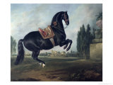 Black Horse Performing the Courbette Giclee Print by Johann Georg de Hamilton