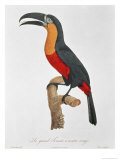 Giant Touraco, Engraved by Guyard Giclee-trykk av Jacques Barraband Giant Touraco, Engraved by Guyard Giclee-trykk av Jacques Barraband