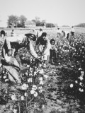 Black Cotton Pickers, c.1900 Photographic Print