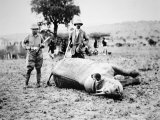 Theodore Roosevelt with a White Rhino During His Post-Presidential African Safari, March 1910 Photographic Print