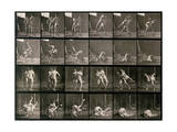 Two Men Wrestling, Plate 348 from Animal Locomotion, 1887 Photographie par Eadweard Muybridge