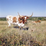 Texas Longhorn Breed Photographic Print