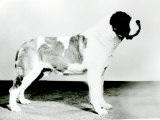 St. Bernard dog Lámina fotográfica