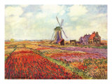 Tulips in Holland Prints by Claude Monet