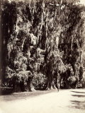 A Man Strolls Amidst the Majestic Trees of Chapultepec Park, Mexico Lámina fotográfica
