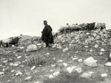An Eleusian Shepherd. a Flock of Sheep is in the Background Lámina fotográfica An Eleusian Shepherd. a Flock of Sheep is in the Background Lámina fotográfica
