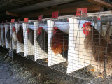 Chickens are Shown in Cages at Whiting Farms in Delta, Colorado, on Thursday, June 8, 2006 Photographic Print by John Marshall