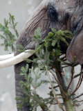 Eléphant Photographie