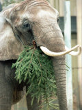 Pretty the Elephant Munches on a Christmas Tree Photographie