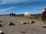 A Bolivian Indigenous Woman Pulls Her Cow Through a Blockade Photographic Print