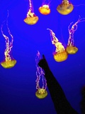 A Spectator Points at At Sea Nettles, Jelly Fish at the Monterey Bay Aquarium Photographie