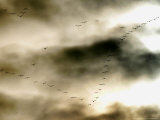 Birds Over Frankfurt Photographic Print by Michael Probst