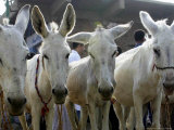 Egyptian Veterinian Ahmed Rostom, Center, Passes by a Line of Donkeys for Sale Photographic Print by Hasan Jamali