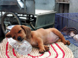 A Two-Month-Old Puppy Takes a Nap on a Bottle of Cold Water Photographic Print