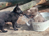 3-Month-Old Brown Bear Olinka, Right, Uses Her Paws to Defend Her Cool Place in the Tub Photographic Print by Fabian Bimmer
