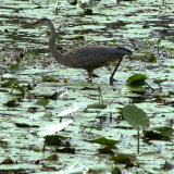 A Great Blue Heron Stalks Its Prey in Marsh in East Montpelier, Vermont, Thursday, August 23, 2001 Photographie par Toby Talbot