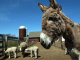 Bonnie the Guardian Donkey Keeps an Eye on Her Flock of Sheep Lámina fotográfica por Victoria Arocho