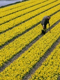 A Farmer Cuts Daffodils Photographic Print