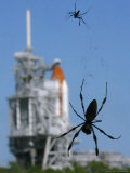 Spiders Hang from Their Web Near the Space Shuttle Atlantis Photographic Print