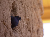 Pigeons Roost in the Prehistoric Hohokam Indian Structure Photographic Print by Paul Connors