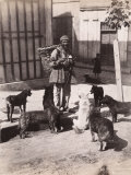 Turkish Man with a Basket on His Back Surrounded by Stray Dogs Photographic Print