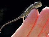A New Born Veiled Chameleon Poses on the Hand of a Keeper Photographic Print
