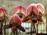 Orchids at the 25th New York International Orchid Show Photographic Print Orchids at the 25th New York International Orchid Show Photographic Print
