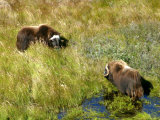 Musk Oxen in the High Grass at Kangerlussuaq, Greenland Photographic Print