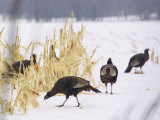 A Flock of Wild Turkey Pick Over a Corn Field in Williston, Vermont, Wednesday, March 5, 2003 Photographic Print by Alden Pellett