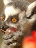 A Lemur Eats a Grape from a Fruit and Vegetable Cake Photographic Print by Natacha Pisarenko