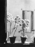Signor Tito's Geraniums Photographic Print