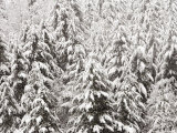 Heavy Snow Hangs on Trees Along Hurricane Ridge Photographic Print by Jeffrey Phelps